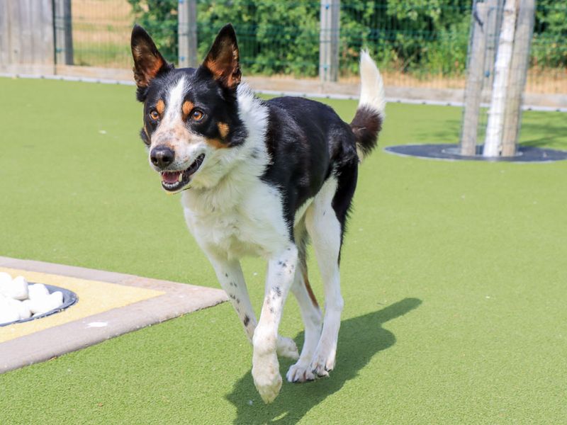 Harry | Collie (Border) | Evesham (Worcestershire) - 3