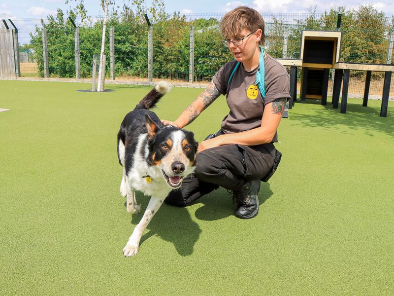 Harry | Collie (Border) | Evesham (Worcestershire) - 4