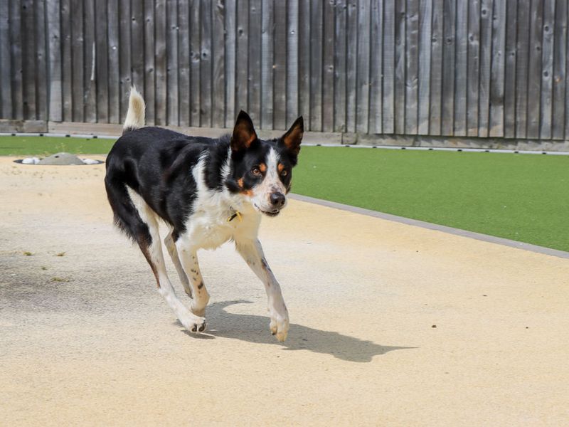 Harry | Collie (Border) | Evesham (Worcestershire) - 5