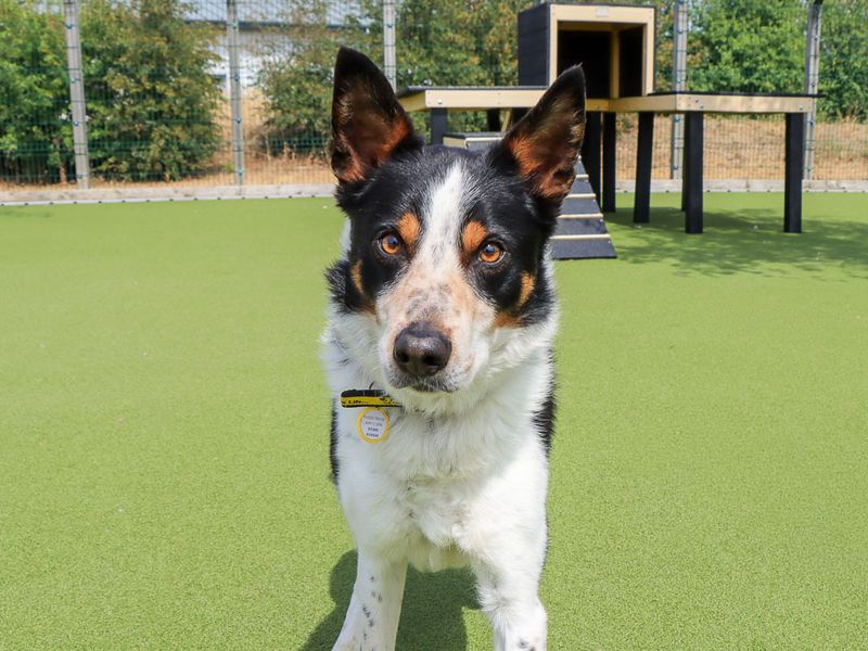 Harry | Collie (Border) | Evesham (Worcestershire) - 1