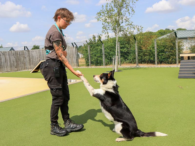 Harry | Collie (Border) | Evesham (Worcestershire) - 6