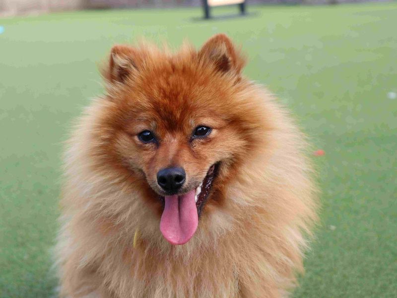 Pomeranian Dogs And Puppies For Adoption