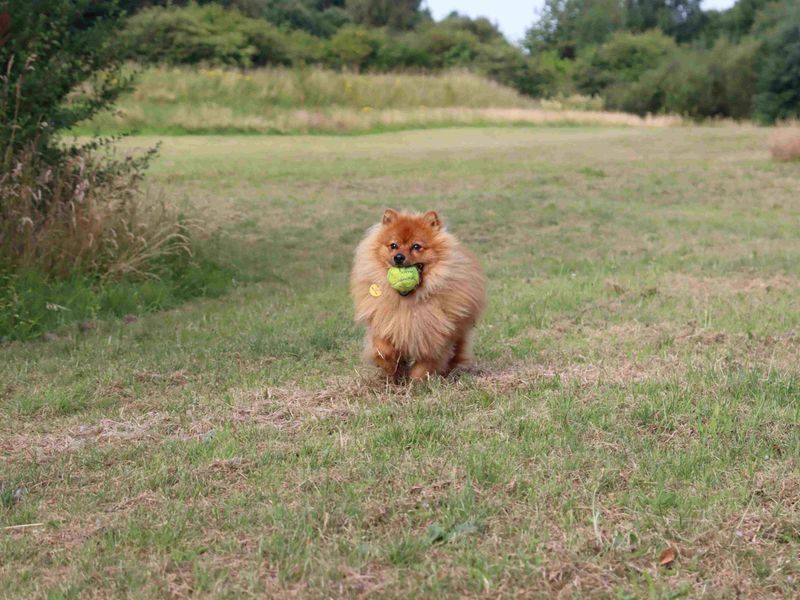 Phineas | Pomeranian | Glasgow - 3