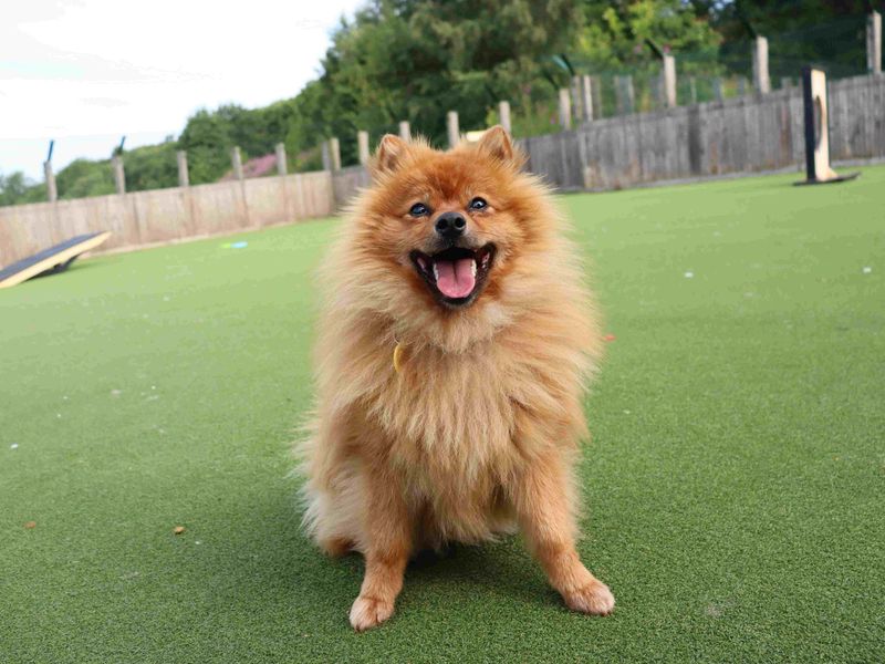 Phineas | Pomeranian | Glasgow - 2