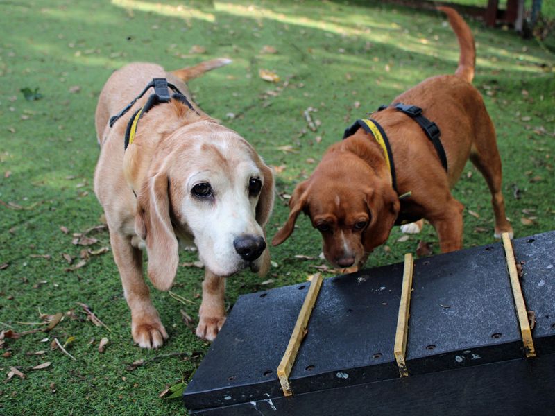 Frenchie | Beagle Cross | Merseyside (Liverpool) - 3