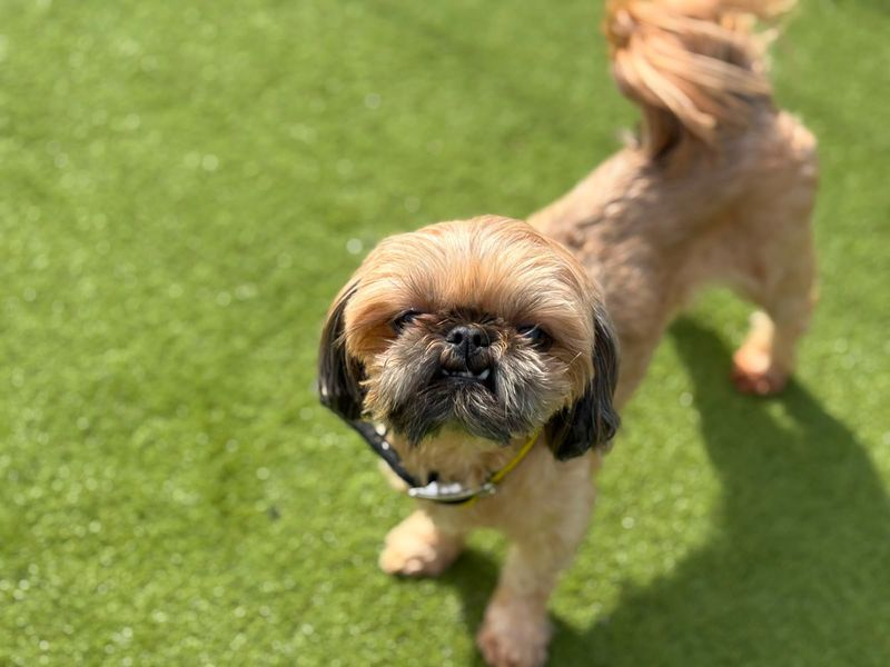 Sansa | Shih Tzu | Basildon (Essex) - 2