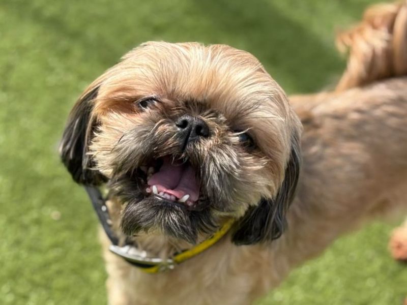 Sansa | Shih Tzu | Basildon (Essex) - 1