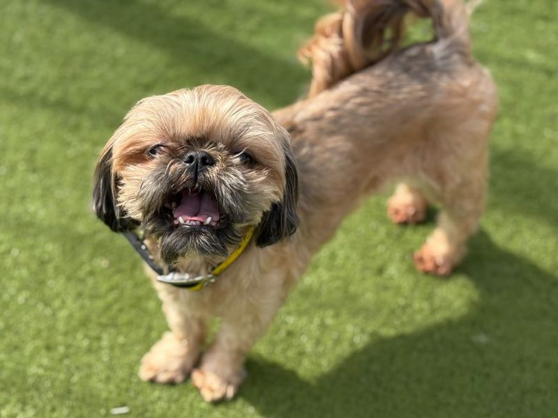Sansa | Shih Tzu | Basildon (Essex) - 4