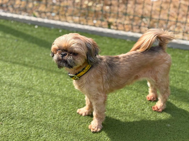 Sansa | Shih Tzu | Basildon (Essex) - 3