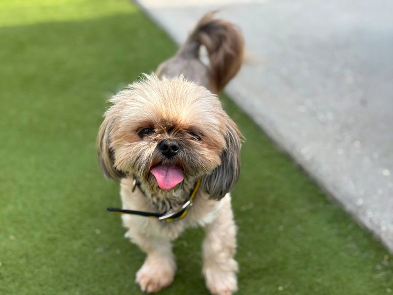 Purdy | Shih Tzu | Basildon (Essex) - 2