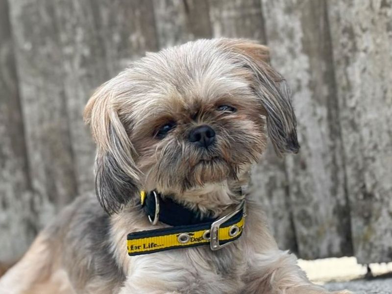 Purdy | Shih Tzu | Basildon (Essex) - 3