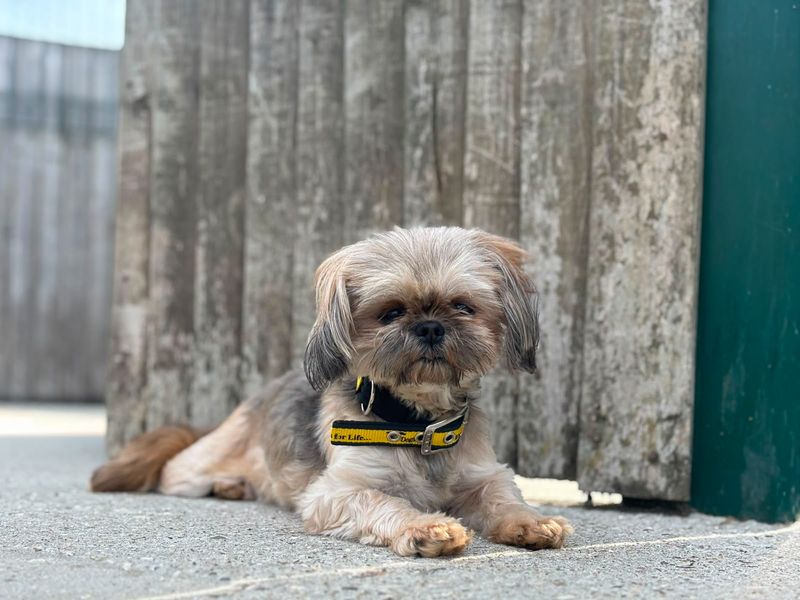 Purdy | Shih Tzu | Basildon (Essex) - 4
