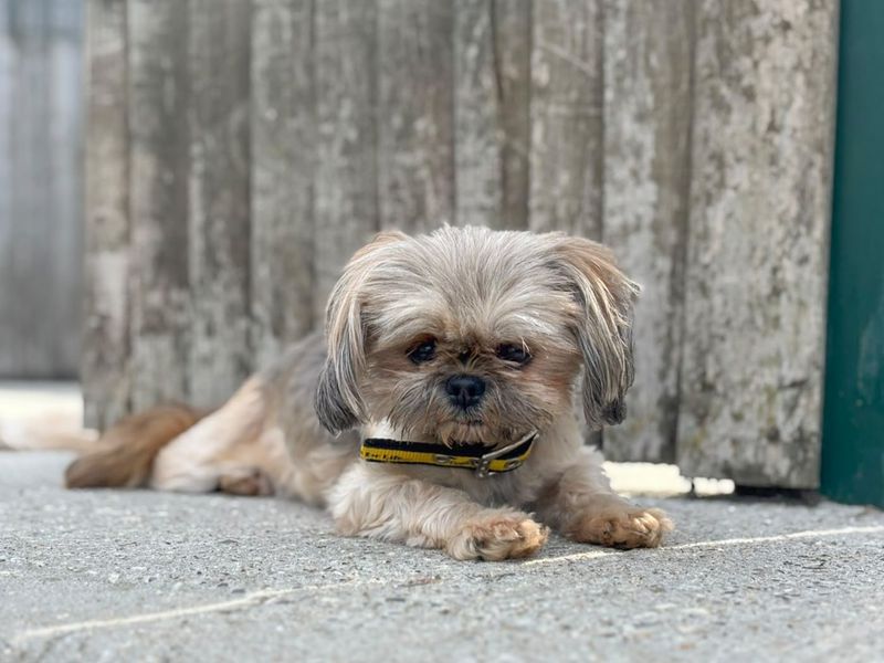 Purdy | Shih Tzu | Basildon (Essex) - 1