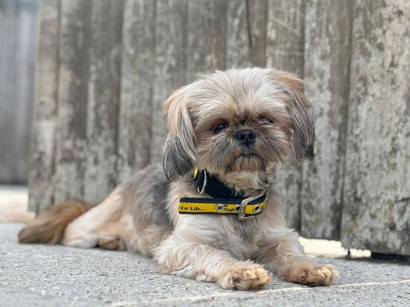 Purdy | Shih Tzu | Basildon (Essex) - 5