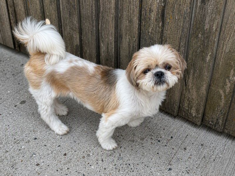 Mia | Shih Tzu | Basildon (Essex) - 2