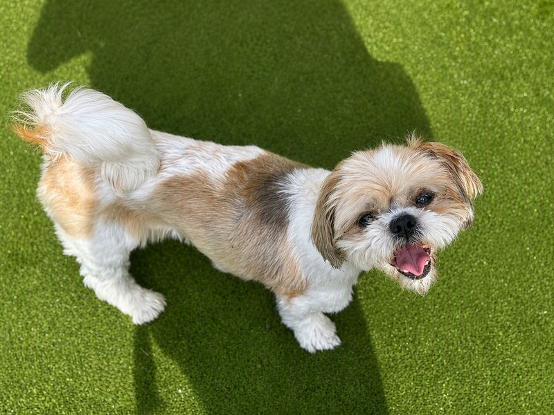 Mia | Shih Tzu | Basildon (Essex) - 3