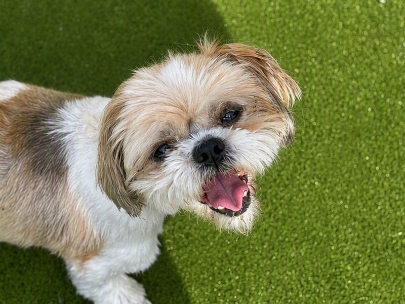 Mia | Shih Tzu | Basildon (Essex) - 1