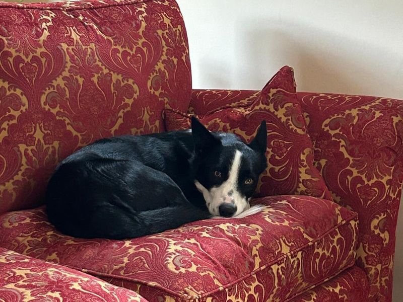 Tanner | Collie (Border) | Shrewsbury (Shropshire) - 2