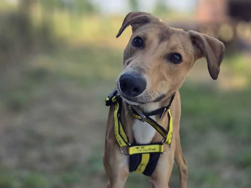 Bullseye | Lurcher | Shrewsbury (Shropshire) - 2
