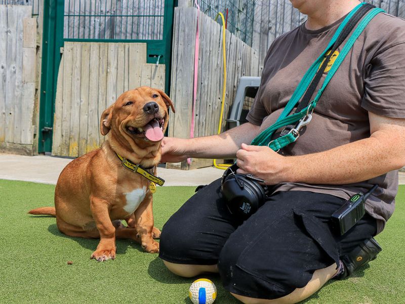 Marley | Terrier (Staffordshire Bull) Cross | Evesham (Worcestershire) - 5