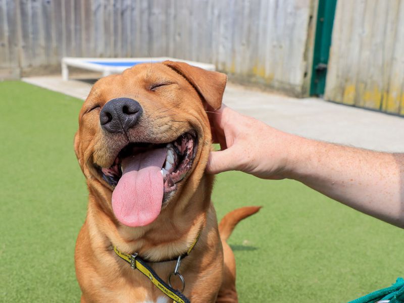 Marley | Terrier (Staffordshire Bull) Cross | Evesham (Worcestershire) - 3
