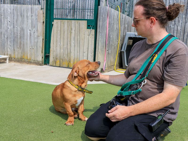 Marley | Terrier (Staffordshire Bull) Cross | Evesham (Worcestershire) - 7