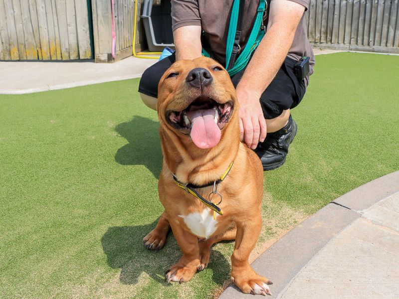 Marley | Terrier (Staffordshire Bull) Cross | Evesham (Worcestershire) - 4