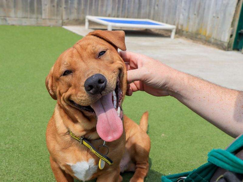 Staffordshire Bull Terrier Dogs And Puppies For Adoption