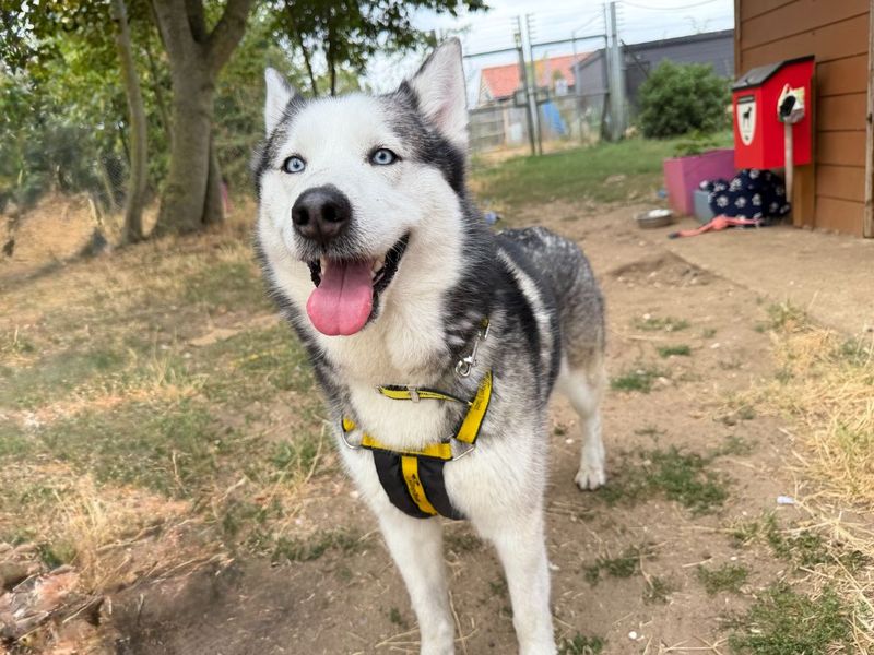 Kobi | Siberian Husky | Snetterton (Norfolk) - 4