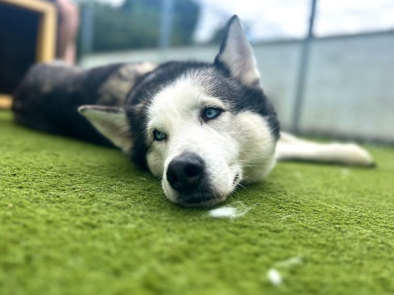 Kobi | Siberian Husky | Snetterton (Norfolk) - 3
