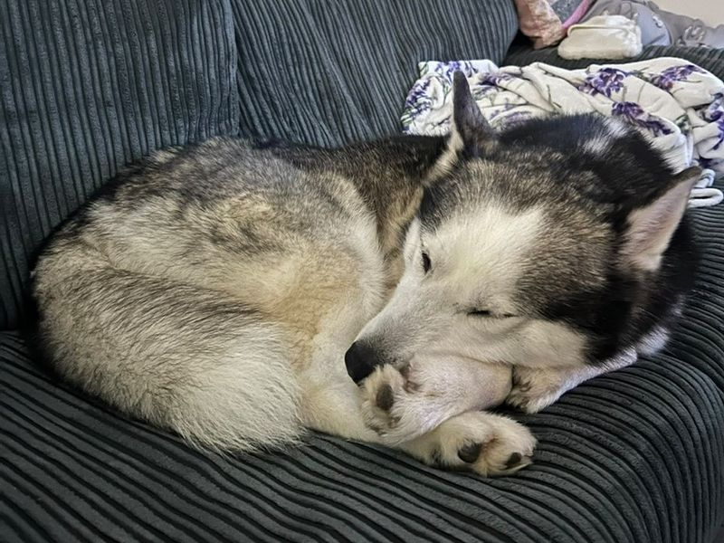 Kobi - Image 2 of 4