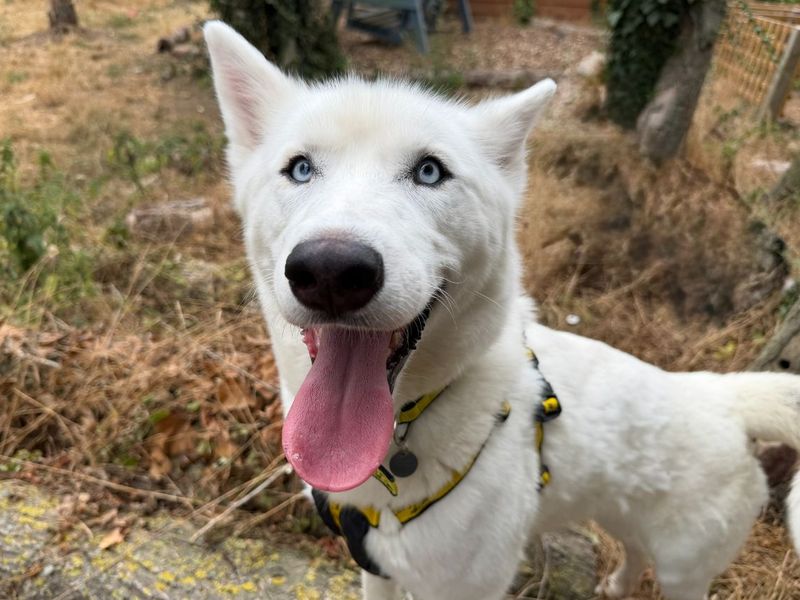 River | Siberian Husky | Snetterton (Norfolk) - 5