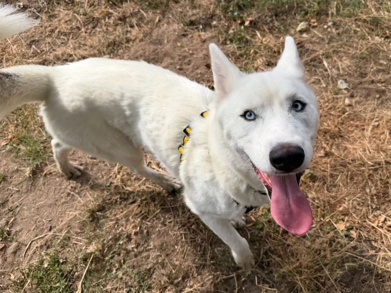 River | Siberian Husky | Snetterton (Norfolk) - 6