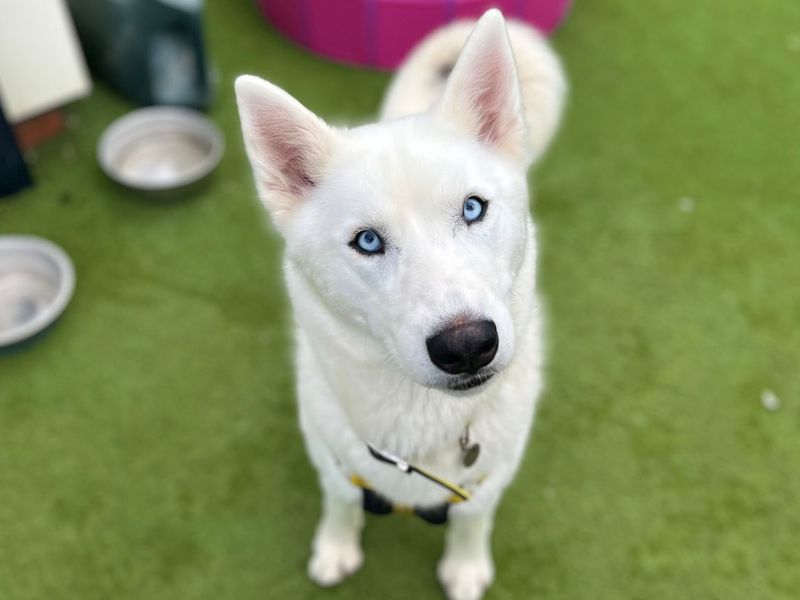 River | Siberian Husky | Snetterton (Norfolk) - 3