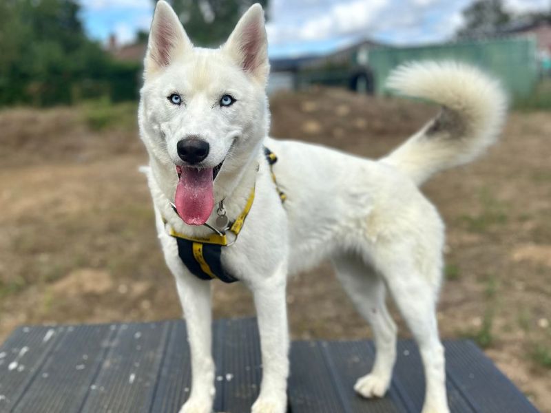 River | Siberian Husky | Snetterton (Norfolk) - 2