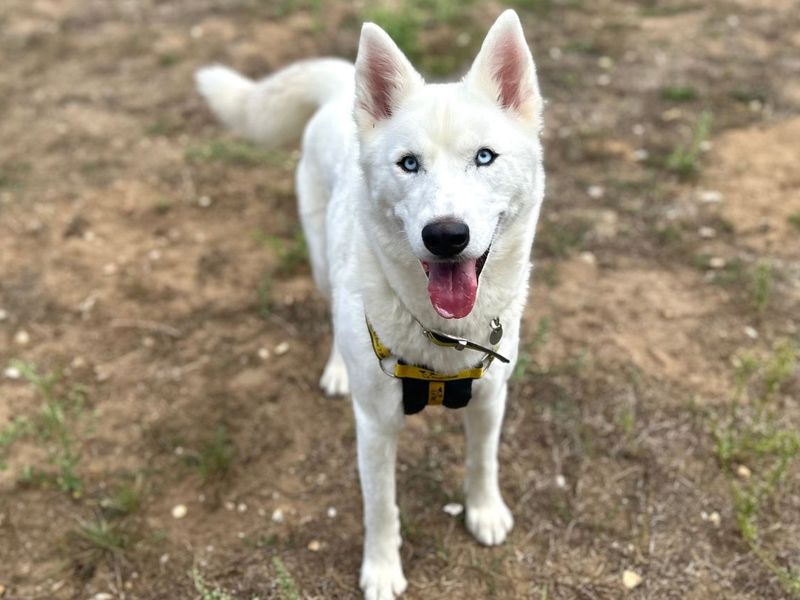 River | Siberian Husky | Snetterton (Norfolk) - 4