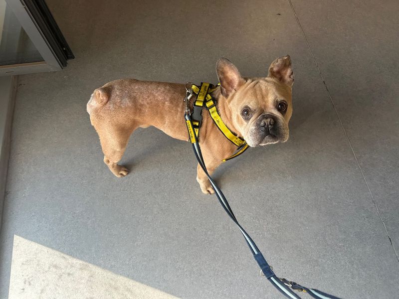 Bugsy | French Bulldog | Cardiff - 2