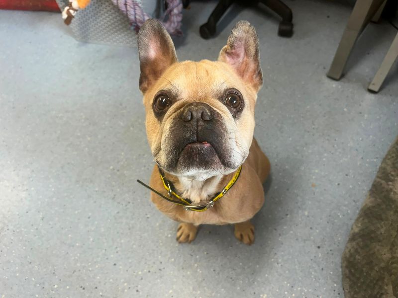 Bugsy | French Bulldog | Cardiff - 1