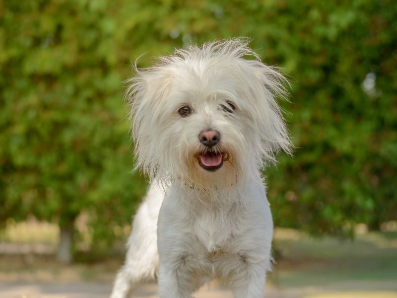 Lucky | Bichon Frise Cross | Kenilworth (West Midlands) - 1