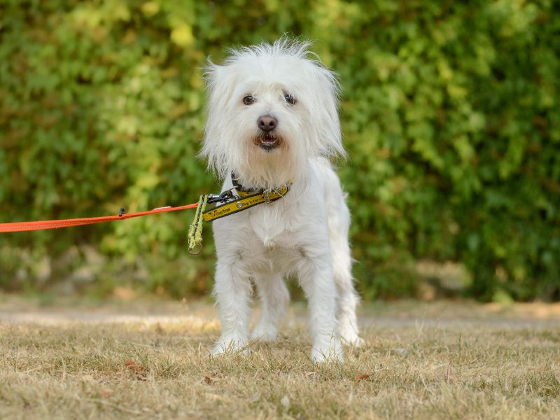 Lucky | Bichon Frise Cross | Kenilworth (West Midlands) - 2