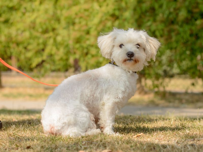 Bella | Bichon Frise Cross | Kenilworth (West Midlands) - 2
