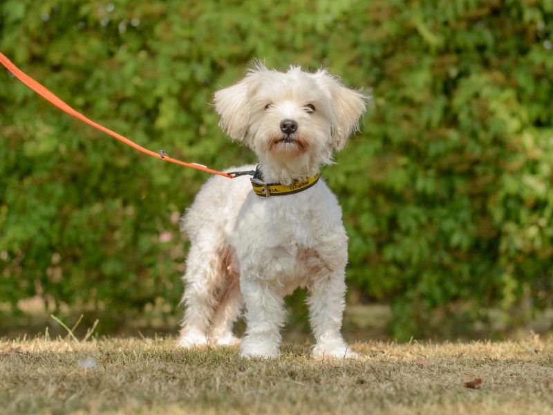 Bella | Bichon Frise Cross | Kenilworth (West Midlands) - 1