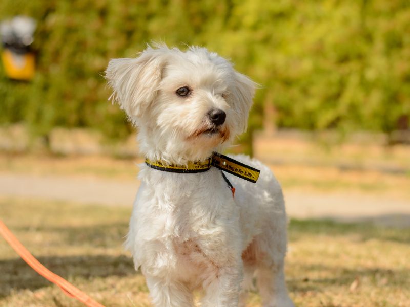Bella | Bichon Frise Cross | Kenilworth (West Midlands) - 3