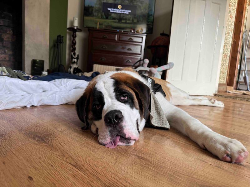 Rupert | St Bernard | Darlington - 6