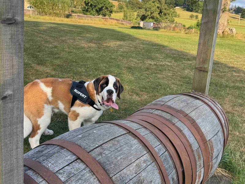 Rupert | St Bernard | Darlington - 1