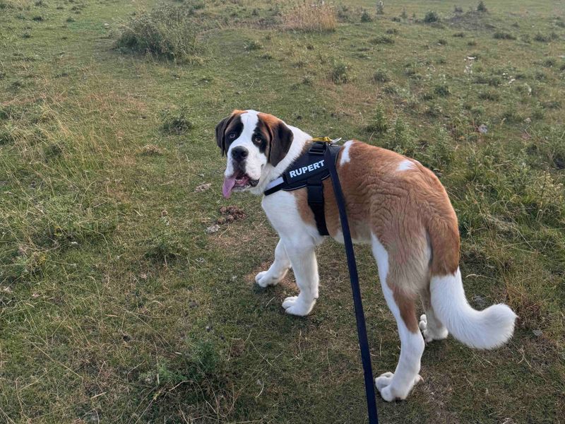 Rupert | St Bernard | Darlington - 3
