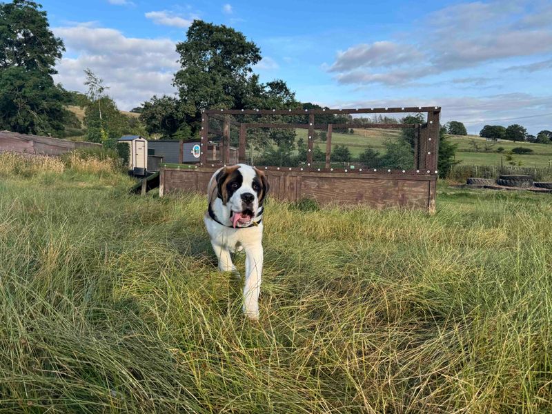 Rupert | St Bernard | Darlington - 5