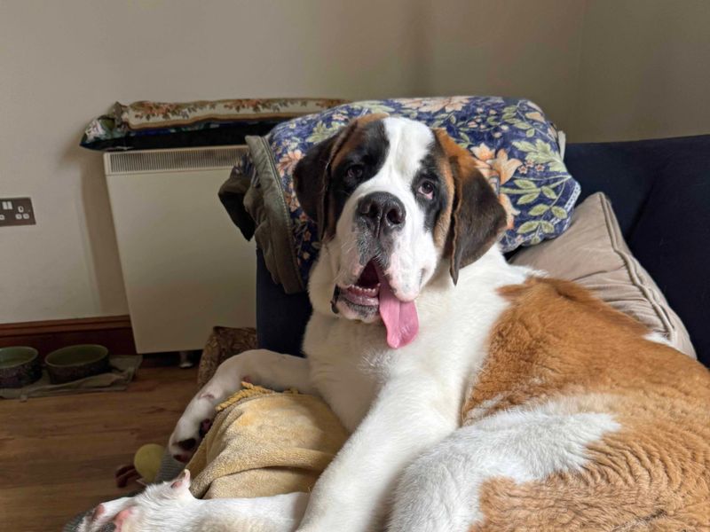 Rupert | St Bernard | Darlington - 2
