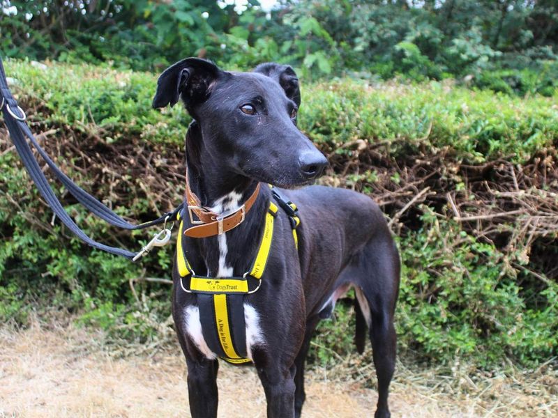 Storm | Lurcher | Manchester - 1