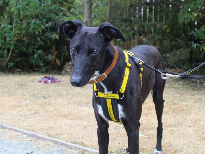 Storm | Lurcher | Manchester - 5